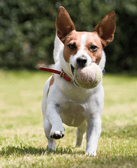 Dog with ball - Forms